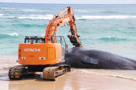 Whale washed ashore in Kauai dies with fishing nets and plastic bags in stomach